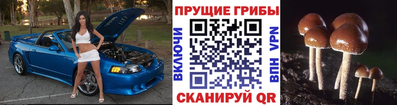 купить наркотик  Мытищи  Галлюциногенные грибы MAGIC MUSHROOMS 